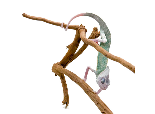 Хамелеон йеменский (шлемоносный) Piebald, самец L