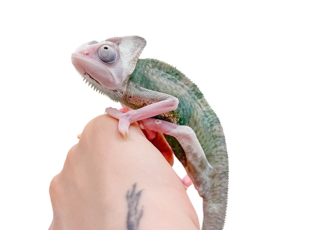 Хамелеон йеменский (шлемоносный) Piebald, самец L