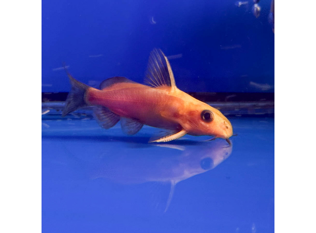 Сом Синодонтис крапчатый золотой (Synodontis nigrita Gold)