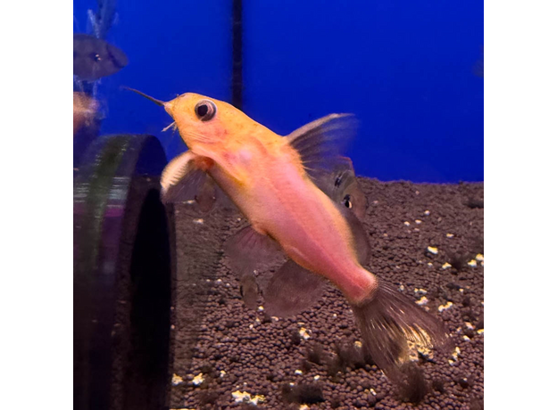 Сом Синодонтис крапчатый золотой (Synodontis nigrita Gold)