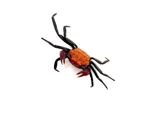 Краб оранжевый (самец) (Geosesarma anambas)