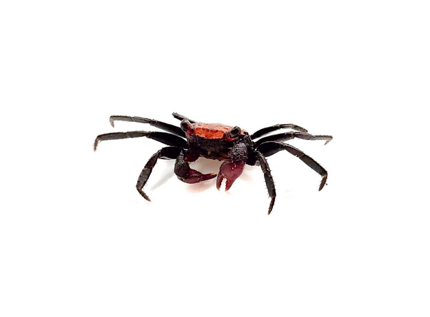 Краб оранжевый (самец) (Geosesarma anambas)