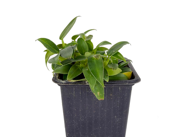 Филодендрон (Philodendron wend imbe)