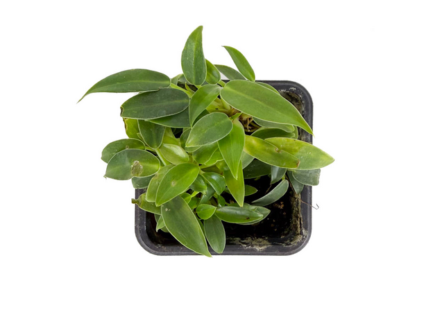 Филодендрон (Philodendron wend imbe)