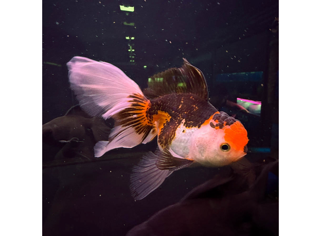 Золотая рыбка Оранда роза хвост XL (Carassius auratus var.)