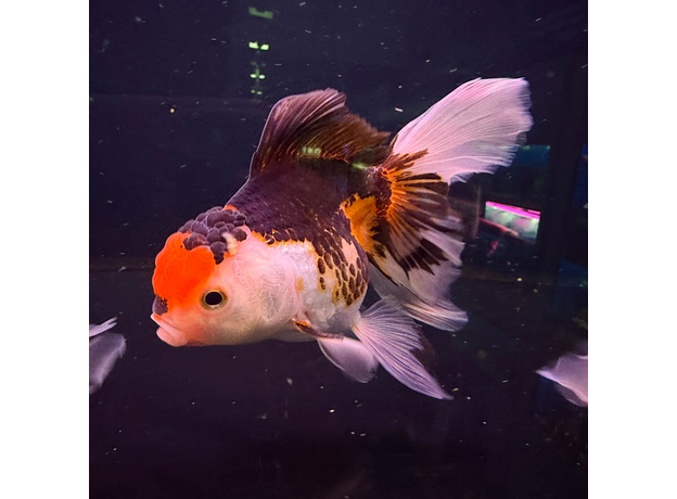 Золотая рыбка Оранда роза хвост XL (Carassius auratus var.)