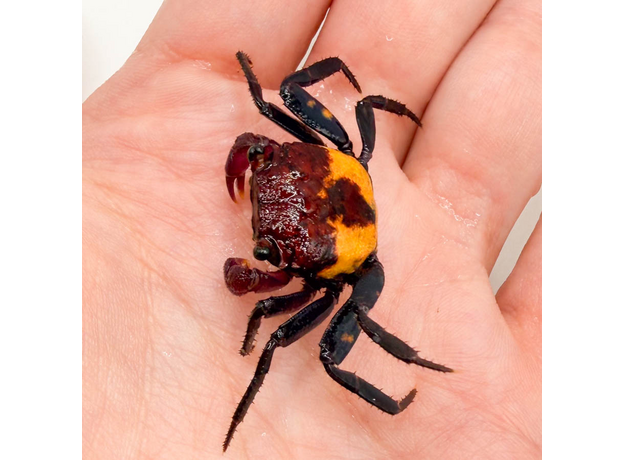 Краб Вампир триколор (самец) (Geosesarma sp. Tricolor)