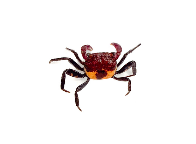 Краб Вампир триколор (самец) (Geosesarma sp. Tricolor)
