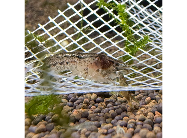 Рак техасский, разукрашенный (Cambarellus texanus)