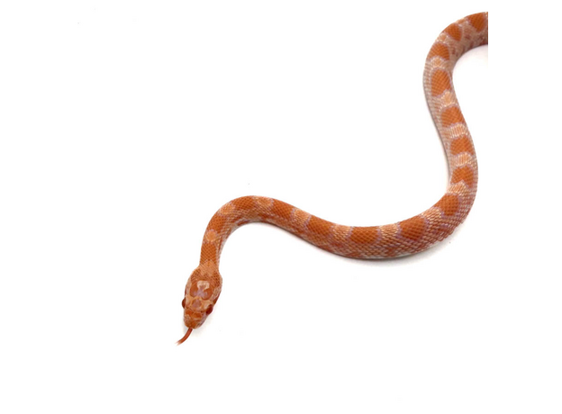 Полоз маисовый, Mandarine Okeetee