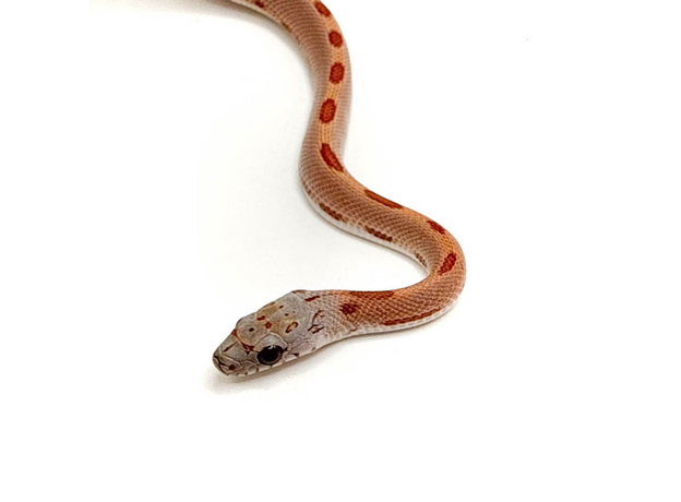 Полоз маисовый Sunkissed Stripe