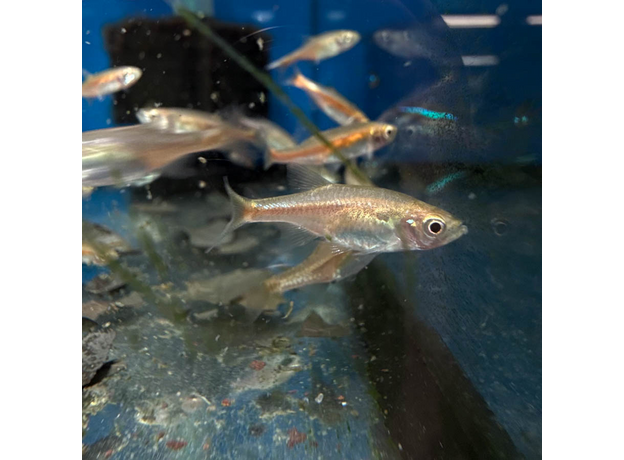 Микрорасбора рубесценс (Microrasbora rubescens)