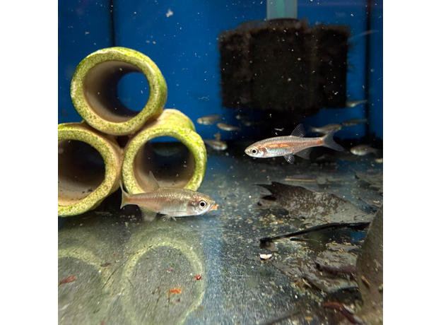 Микрорасбора рубесценс (Microrasbora rubescens)