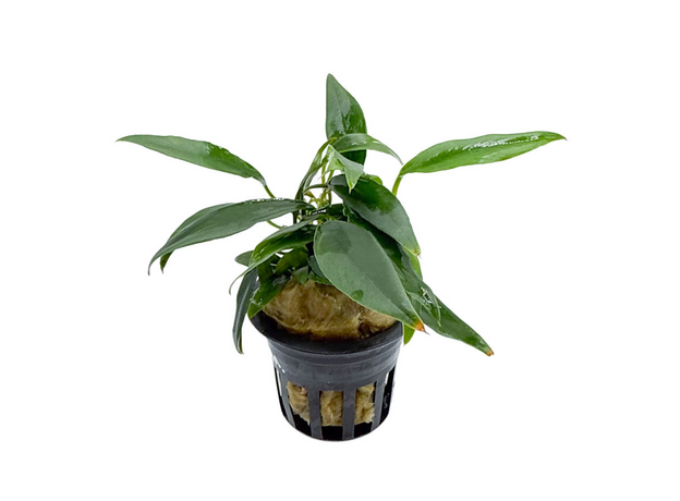 Анубиас Чили Халапеньо (в горшке) (Anubias Chili Jalapeno)