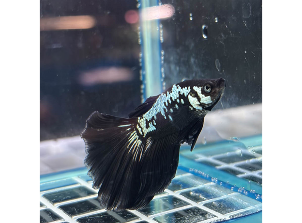 Петушок Халфмун Самурай (самец) (Betta splendens var.)