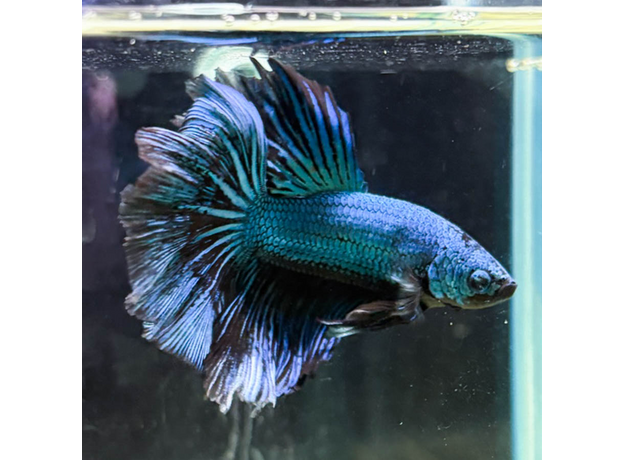 Петушок Халфмун Черная Орхидея (самец) (Betta splendens var.)