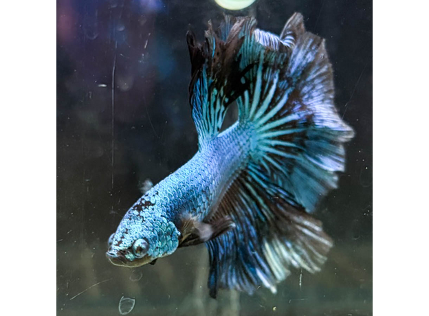 Петушок Халфмун Черная Орхидея (самец) (Betta splendens var.)