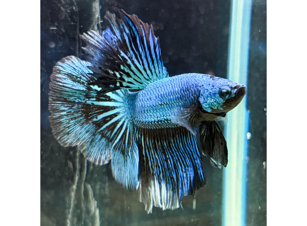 Петушок Халфмун Черная Орхидея (самец) (Betta splendens var.)
