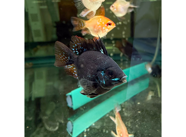 Апистограмма рамирези баллон черная (Mikrogeophagus ramirezi)