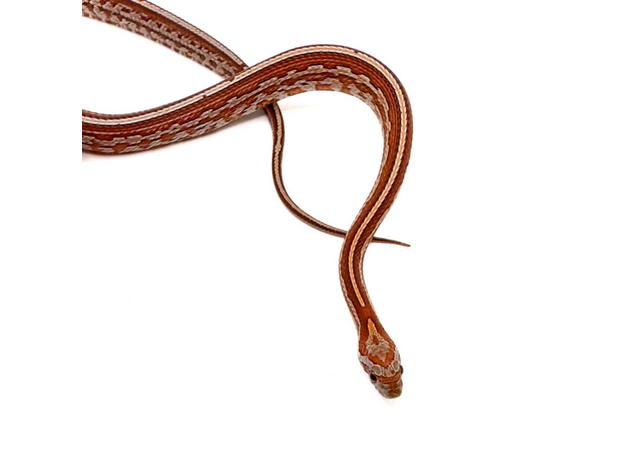 Полоз маисовый Tessera, М