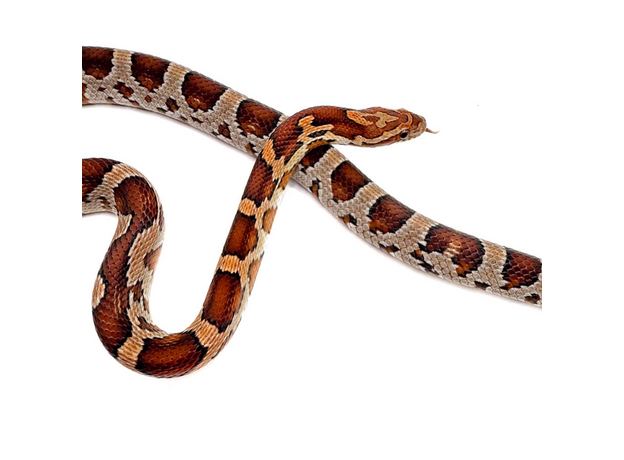 Полоз маисовый miami M