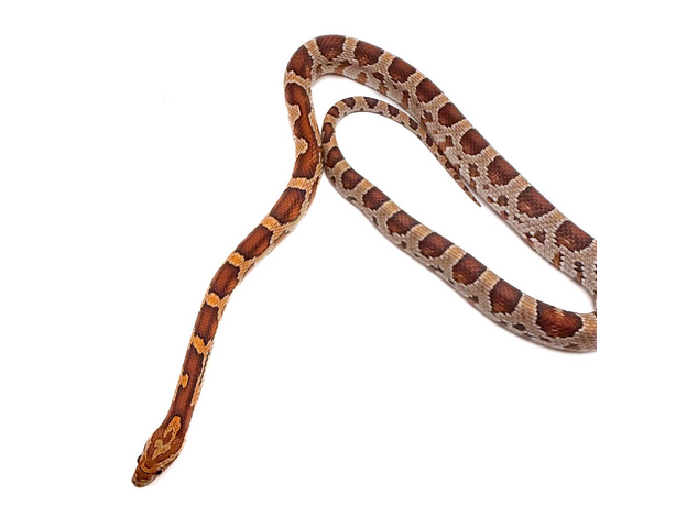 Полоз маисовый miami M