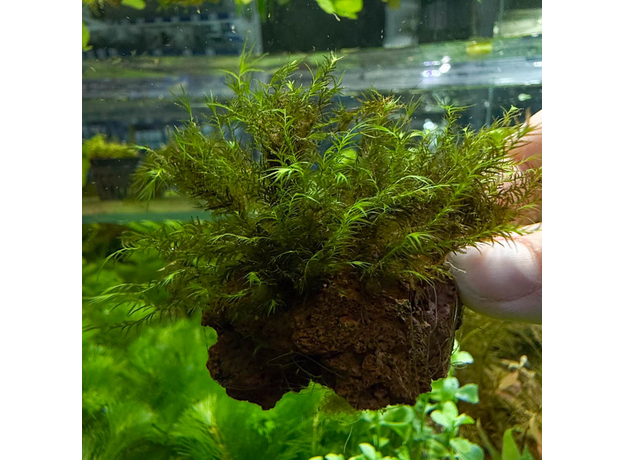 Мох фиссиден на лаве