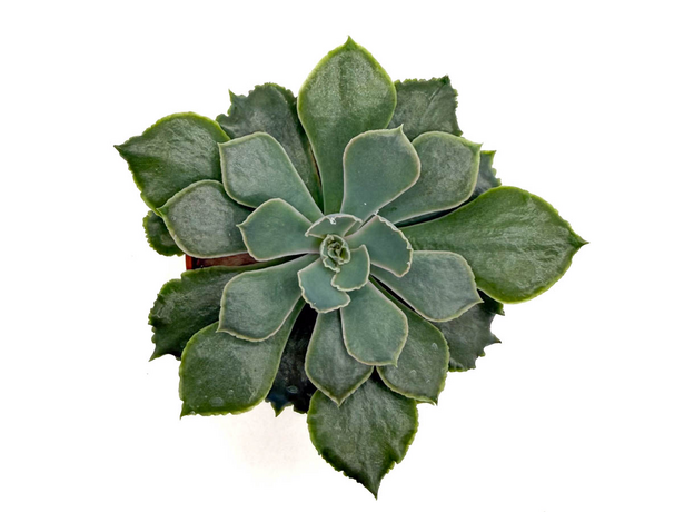 Суккулент микс