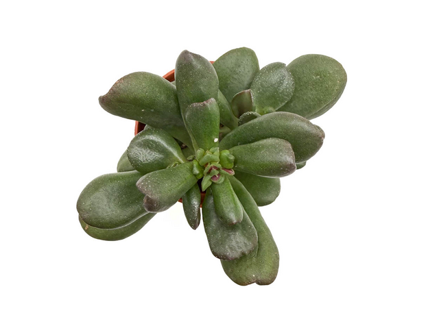 Суккулент микс