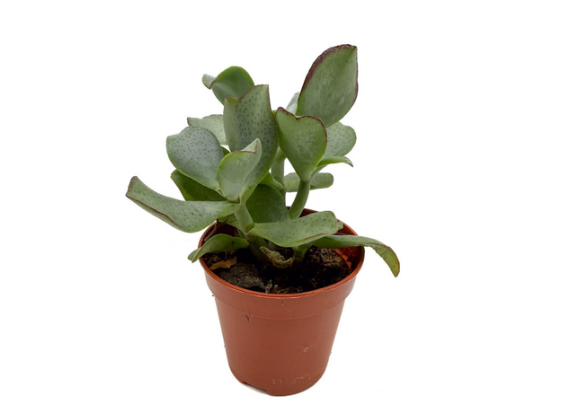 Суккулент микс