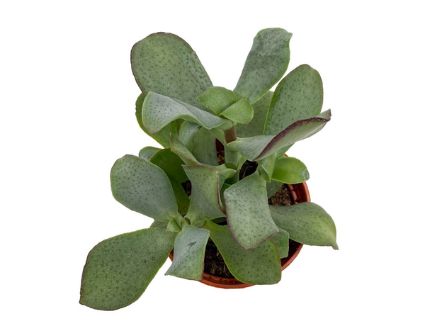 Суккулент микс