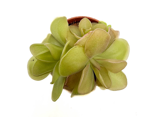 Жирянка (Pinguicula Weser)
