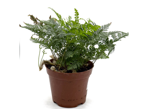 Папоротник Микс