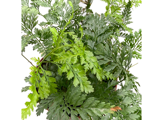 Папоротник Микс