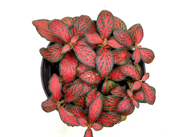 Фиттония микс (Fittonia cv.) 8'
