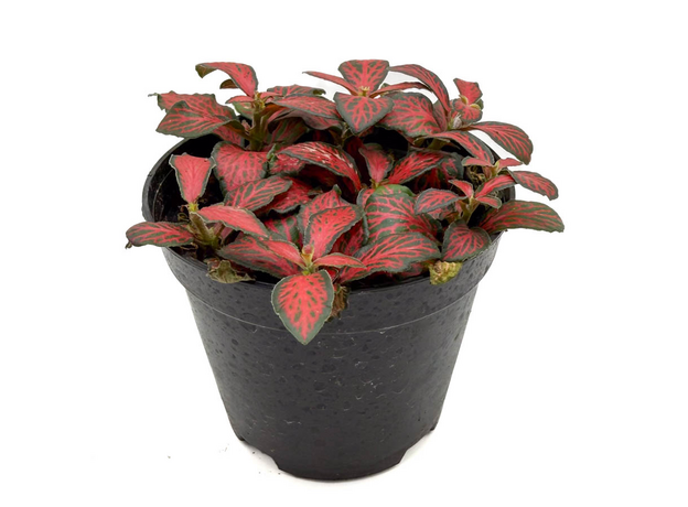 Фиттония микс (Fittonia cv.) 8'