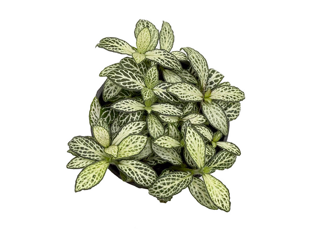 Фиттония микс (Fittonia cv.) 8'