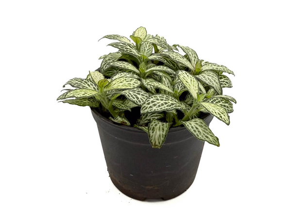 Фиттония микс (Fittonia cv.) 8'