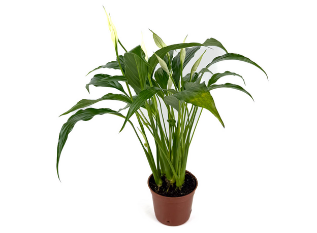 Спатифиллум (Spathiphyllum) 10'