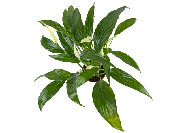 Спатифиллум (Spathiphyllum) 10'