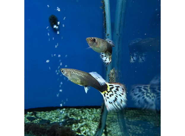 Гуппи Испанские (самцы) (Poecilia reticulata)