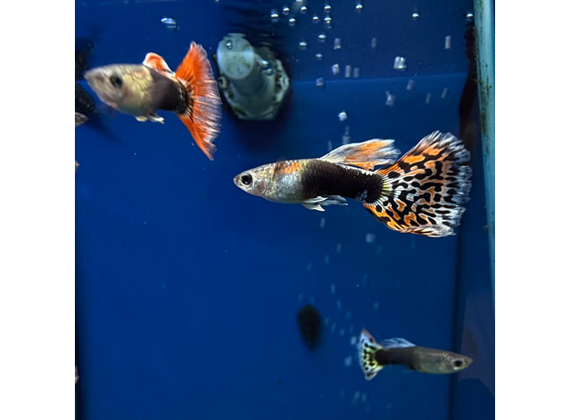 Гуппи Испанские (самцы) (Poecilia reticulata)