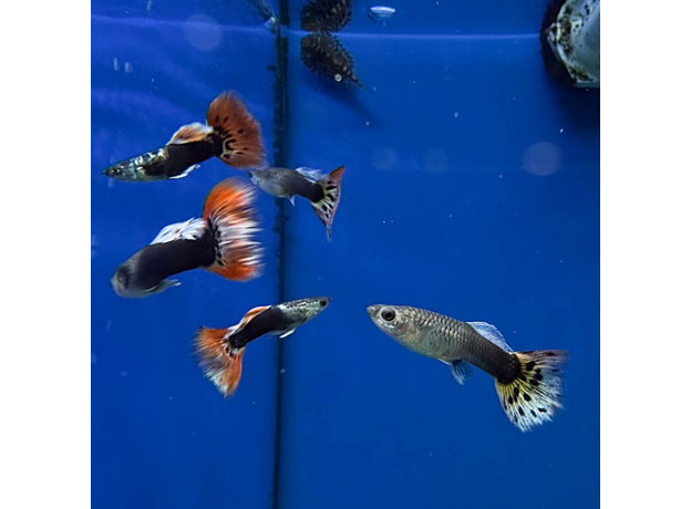 Гуппи Испанские (самка) (Poecilia reticulata)