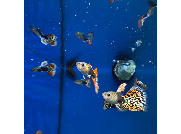 Гуппи Испанские (самцы) (Poecilia reticulata)