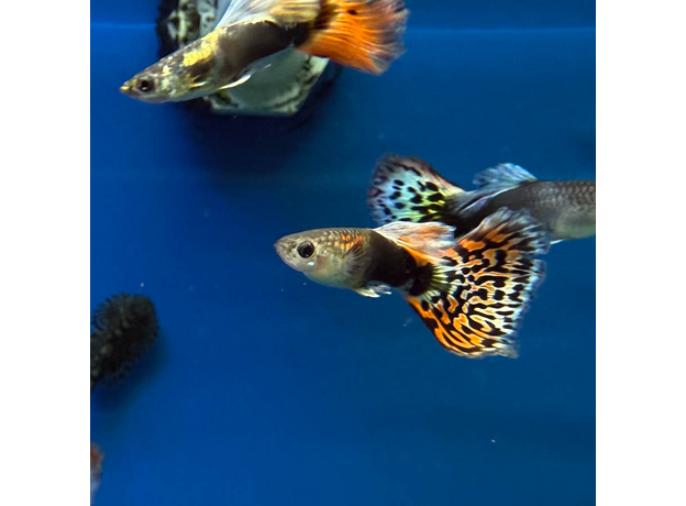 Гуппи Испанские (самка) (Poecilia reticulata)