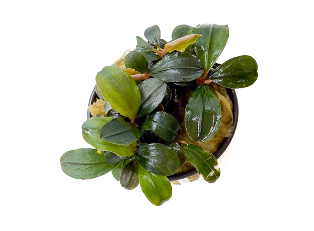 Буцефаландра пандора королевская (в горшке) (Bucephalandra sp. pandora queen)