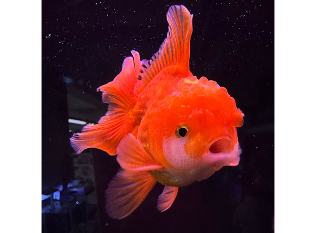 Золотая рыбка Оранда красная ML (Carassius auratus var.)