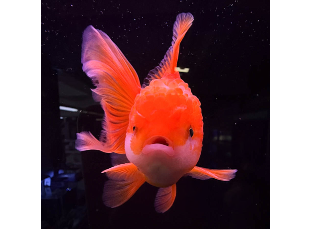 Золотая рыбка Оранда красная ML (Carassius auratus var.)