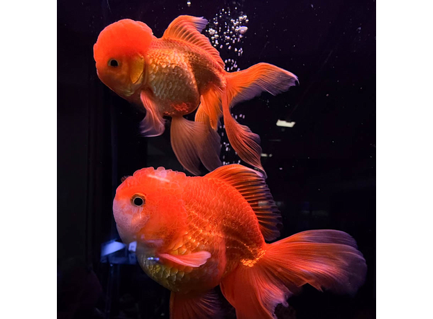 Золотая рыбка Оранда красная ML (Carassius auratus var.)