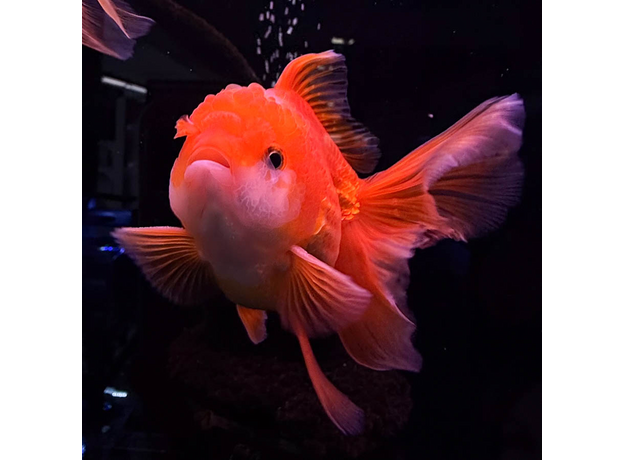 Золотая рыбка Оранда красная ML (Carassius auratus var.)